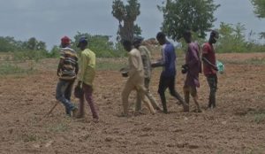 Katsina farmers determined to boost food security despite hurdles