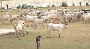 Gombe police arrest suspected cattle rustlers, recover over 500 livestock