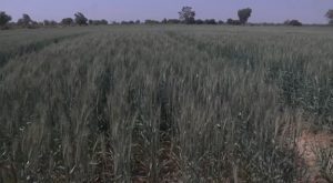 Northern farmers celebrate success of wheat production in Kano