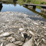 Scores of dead fish pulled from 'toxic' river in Poland