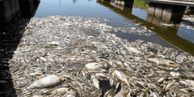 Scores of dead fish pulled from 'toxic' river in Poland