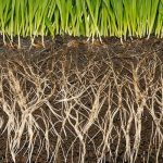 Soil Science Institute Launches Agric Development App