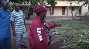 NDLEA uncovers cannabis farm in Benue, arrests six