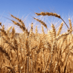 Egypt shifts from wheat tenders to direct purchase amid Ukraine war
