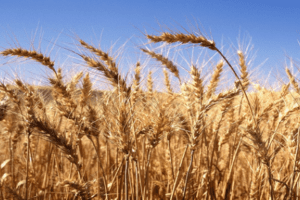 Egypt shifts from wheat tenders to direct purchase amid Ukraine war
