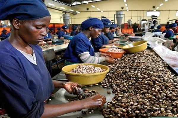 FG pledges support to expansion of cashew industry