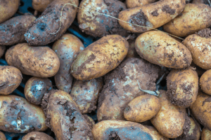 Blight disease threatening potato production-Lalong