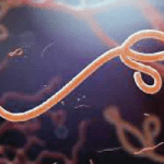 Ebola: NCDC says Nigeria at high risk of importing virus from Uganda