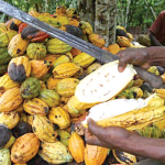 FG seeks involvement of more youths in production of Cocoa