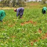 Forum of Commodity Associations pledges support for Agro devt