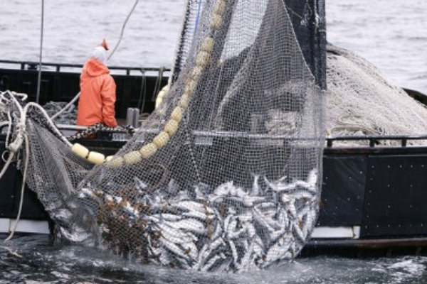 Nigeria losses billions annually to fish poaching by foreign vessels-Orakwusi