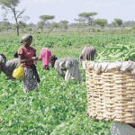 Farmers, stakeholders want FG to address rejection of Agric export