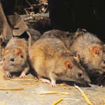 189 deaths from Lassa fever recorded in 2022-NCDC