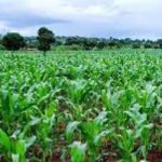 Lack of Planning is the Bane of Agric Sector, aids Food Price Inflation
