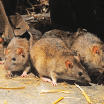 Death toll from Lassa fever rises to 104-NCDC