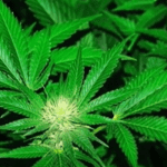 Reps oppose bill seeking to decriminalise use of Cannabis