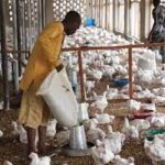 POULTRY FARMERS AP[PEAL TO GOVERNMENT TO SAVE THEIR SOULS
