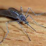 NAFDAC APPROVES MALARIA VACCINE FOR USE IN NIGERIA