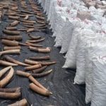 Illegal wildlife trading: 2 Men jailed For Unlawful Possession Of Elephant Tusks, Pangolin scales