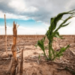 Agric experts urge farmers to adopt climate strategies for maximum yield