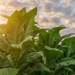 "Promoting Sustainable Agriculture in Africa: Urgent Call to Shift Focus from Tobacco Cultivation"