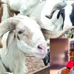 Matawalle dashes out cash, cows, rams worth N200m
