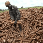 Enugu govt to earmark over 100,000 hectares of land to boost cassava production