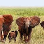 Nigeria becomes first African Country to consider Wildlife contingency plan