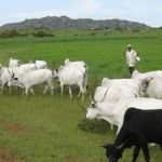 President Tinubu urged to revamp cattle routes across country