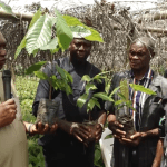 Ondo govt distributes 500,000 cocoa seedlings to farmers