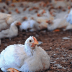 Poultry farmers call for FG's urgent intervention to save sector from collapse