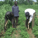 Food Insecurity: Farmers lament multifaceted challenges, seek FG protection from bandits