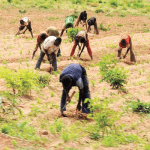 World Bank initiates farming intervention of $700m in 19 Northern States