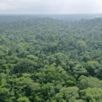 FG to deploy security forces against bandits in forests