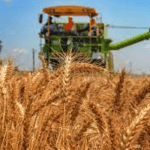 FMAN, Jigawa govt. partner to improve local production of Wheat