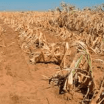 Zimbabwe declares El Nino drought a national disaster