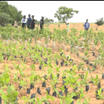 FMAN, Jigawa govt. launch 5,000 tree planting to combat desertification